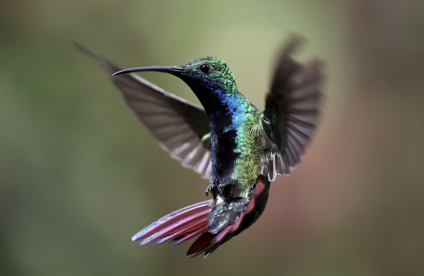 Hummingbird